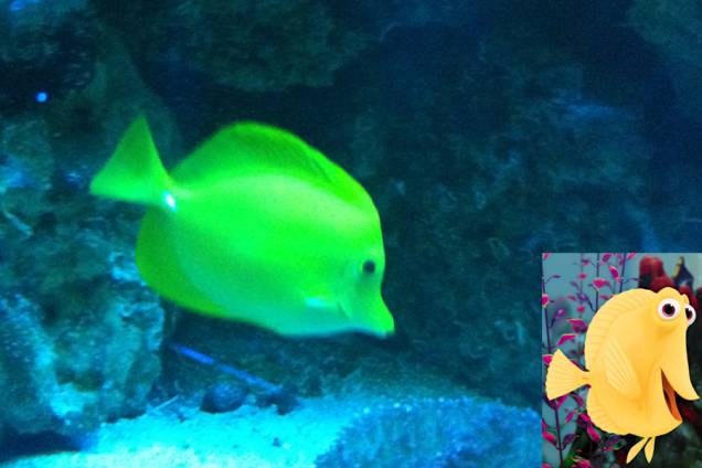 Procurando Nemo: Bubbles foi inspirado no peixe yellow tang