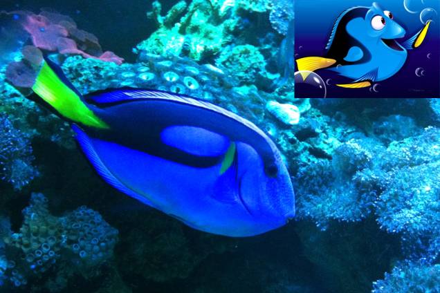 Procurando Nemo: a espécie Blue Tang foi representada em Dory