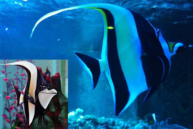 Procurando Nemo: Gil é semelhante ao peixe zanclus