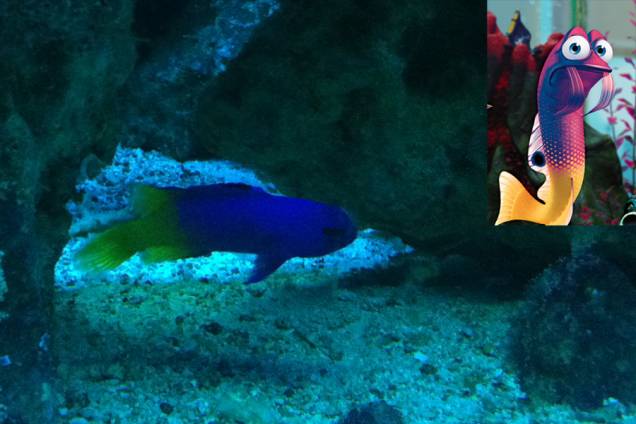 Procurando Nemo: Gurgle foi inspirada na pequena espécie gramma loreto