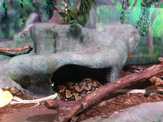Maior serpente do mundo é a píton-reticulada