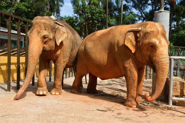 Elefante asiático: as orelhas são de grande importância para ele, pois quando abanadas fazem com que o calor em excesso no corpo diminua, resfriando o animal