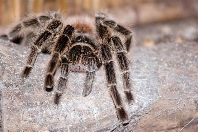 Aranha Caranguejeira: causa muito medo nas pessoas, mas é inofensiva e indispensável no equilíbrio da vida no planeta.