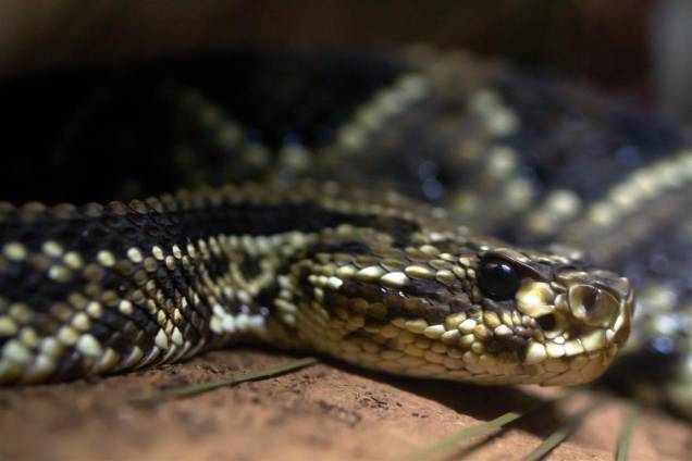 Cascavel: o guiso na extremidade da cauda é a característica mais conhecida dessa serpente, que não chega a medir 2 metros.