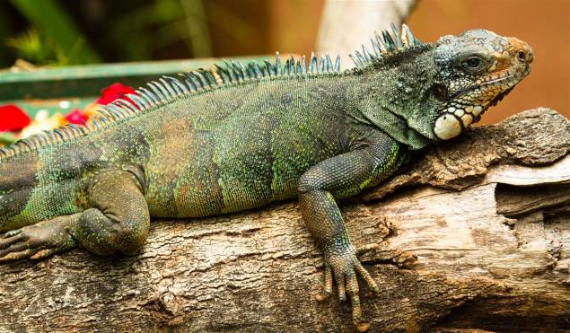 Iguana: às vezes é confundido com o camaleão, mas não muda a coloração conforme o ambiente.