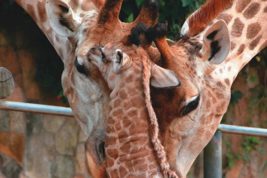 Girafas: São caracterizadas pelo enorme pescoço e capazes de utilizar a língua para limpar os olhos e as orelhas