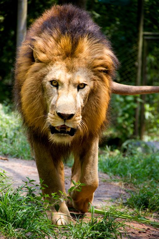 Leão: Um macho adulto pode consumir até 40 quilos de carne em uma refeição. Depois de se alimentar, pode descansar sobre a carcaça por dias