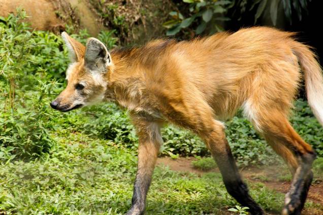 Lobo-guará: Ameaçado de extinção devido à destruição dos cerrados para plantações de soja e para pastos de gado