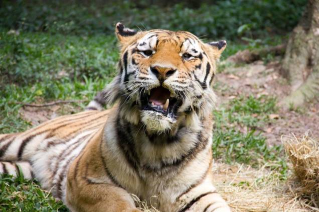 Tigre-siberiano: Já existiram nove espécies de tigres, mas três já estão extintas. As seis que sobrevivem estão ameaçadas.