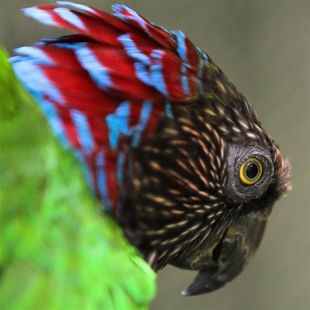 Anacã: também conhecida como papagaio-de-coleira, mede aproximadamente 41 centímetros.