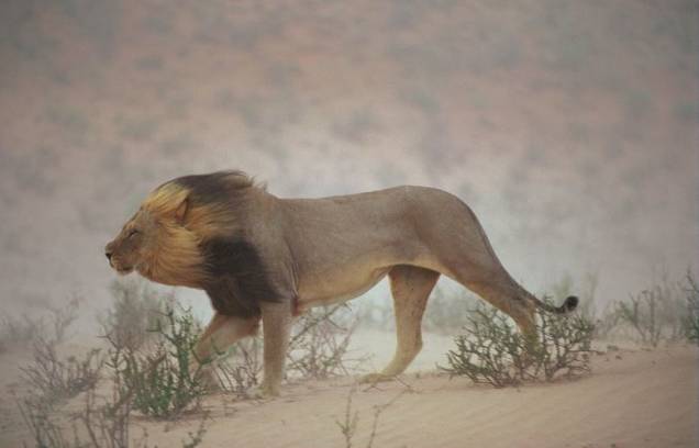 África do Sul, Parque Nacional de Gemsbok, Kalahari