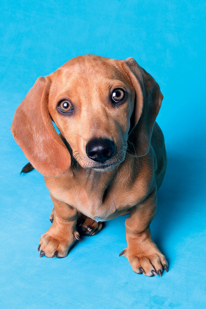 Dachshund Foto Patas ed. 2348