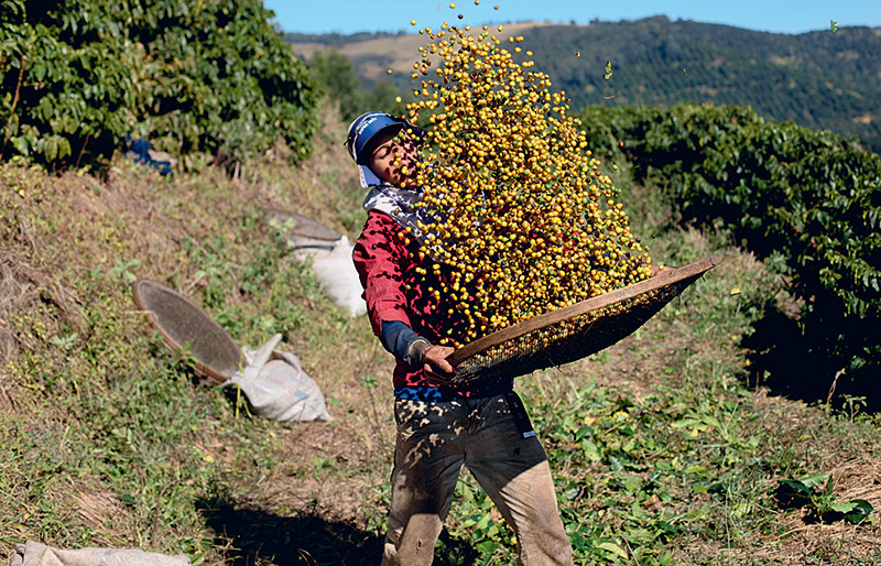 Fazendas de café -