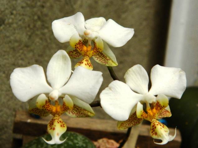 A espécie Phalaenopsis stuartiana A espécie Phalaenopsis stuartiana
