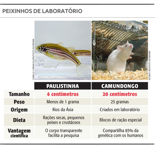Peixinhos de laboratório