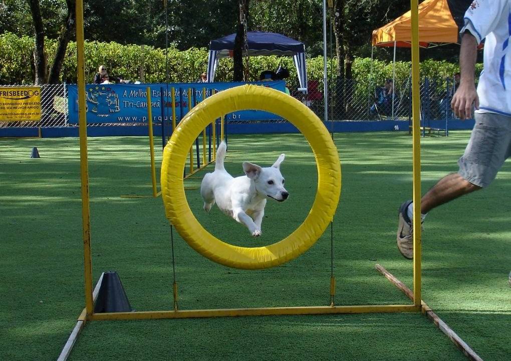 Cão Bala Agility - academia para cães