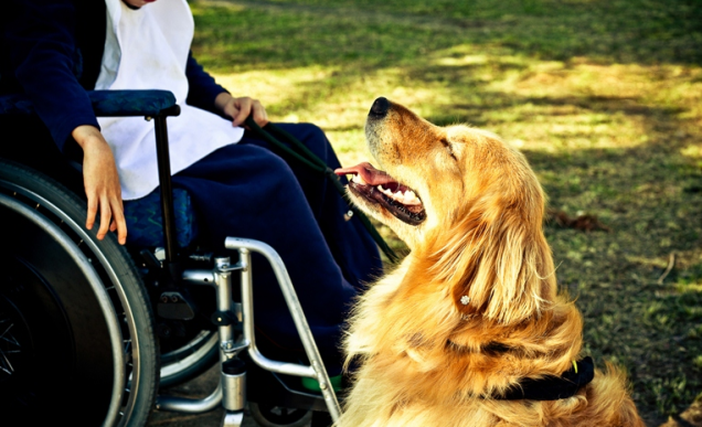 A golden retriever Lisa ao lado de paciente com paralisia cerebral na Fraternidade Irmã Clara, na Barra Funda A golden retriever Lisa ao lado de paciente com paralisia cerebral na Fraternidade Irmã Clara, na Barra Funda