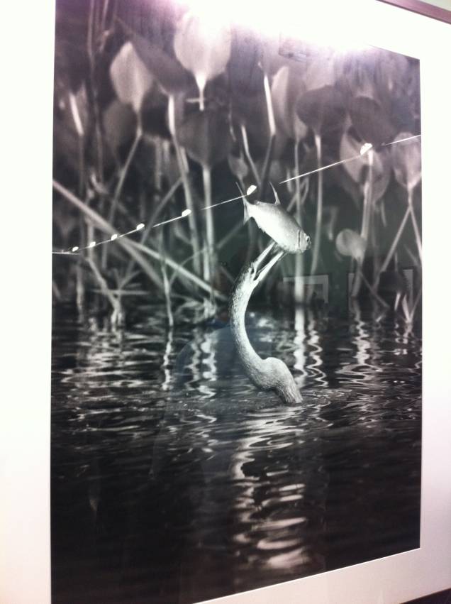 Imagem tirada no norte do Pantanal, no Mato Grosso do Sul: "A biguatinga é uma grande ave aquática e tinha acabado de pescar um lambari. Consegui captar o exato momento. Foi muita sorte"