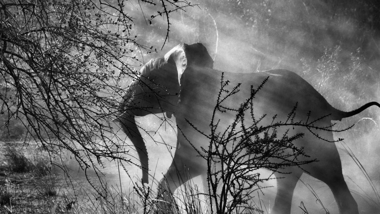 Sebastião Salgado - fotografia elefante - Genesis