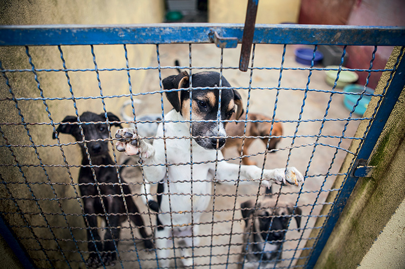 Clube dos Vira-Latas cães cachorros animais abandonados