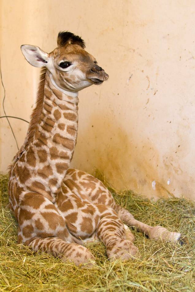 	Uma girafa nasceu no Zoológico de São Paulo no dia 7 de julho