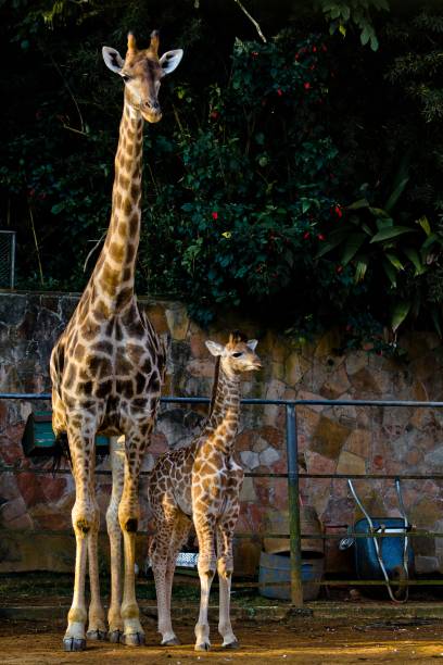 	O filhote de girafa nasceu com cerca de 1,85 metro