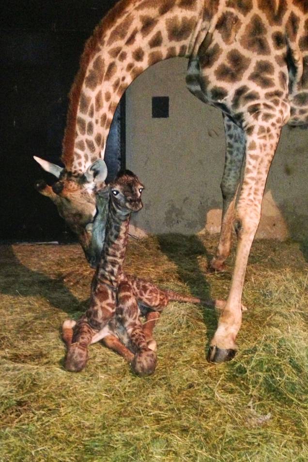 	Este já é o 24º nascimento de girafa no zoológico 