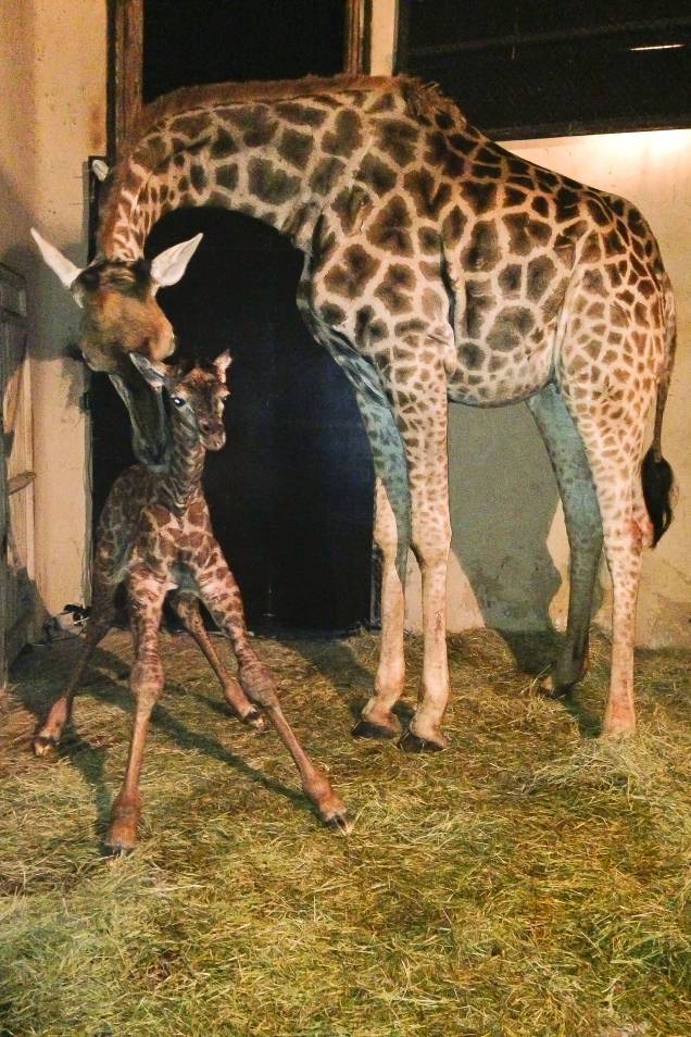 	O primeiro nascimento de girafa no Zoológico de São Paulo aconteceu em 1977