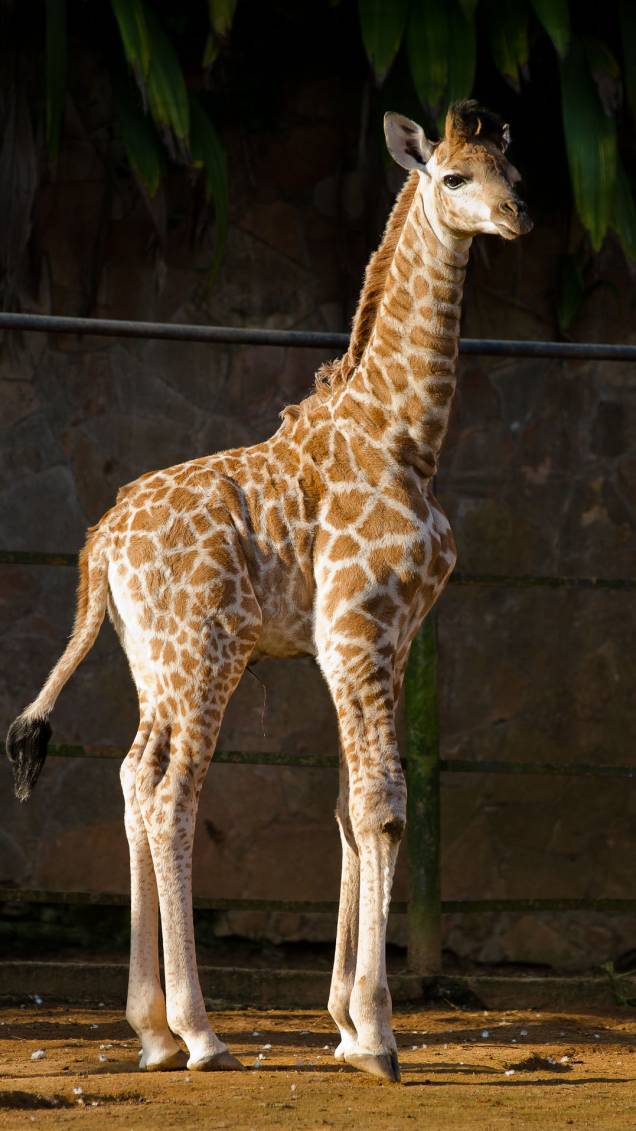 	A girafa é o animal mais alto do mundo. As fêmeas chegam a medir 4,3 metros e os machos, 5,3 metros