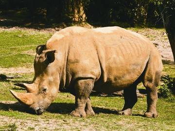 Rinoceronte Orlando