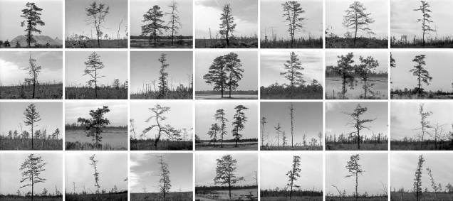 Nancy Holt -- Pine Barrens: Trees, 1975