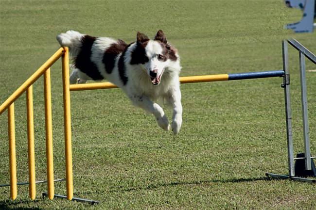 Luisa Mell: a musa pet da internet