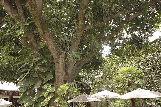 Pé de Manga: o quintal é a atração do bar