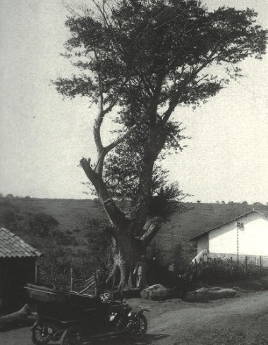 Árvore centenária Sacomã antigamente 2218