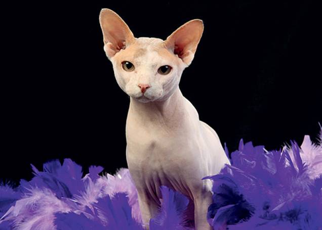 Sphynx: sem pelos