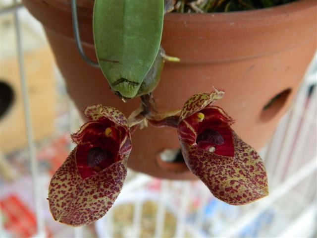 A espécie Bulbophyllum frosti