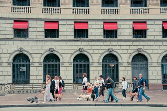 Cãonhecendo São Paulo - 2