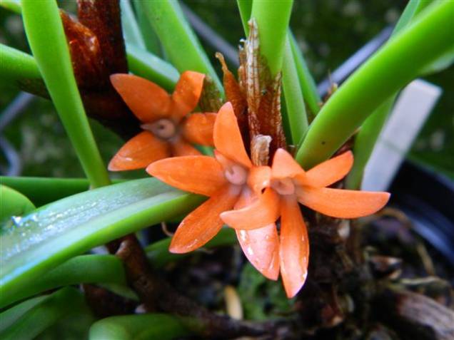 A espécie Ceratostylis rubra A espécie Ceratostylis rubra