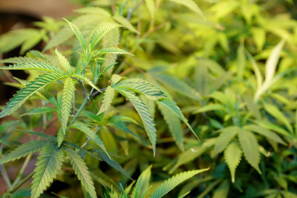 maconha plantação pé folha