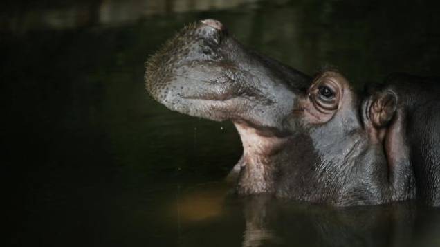 Documentário: A vida privada dos hipopótamos