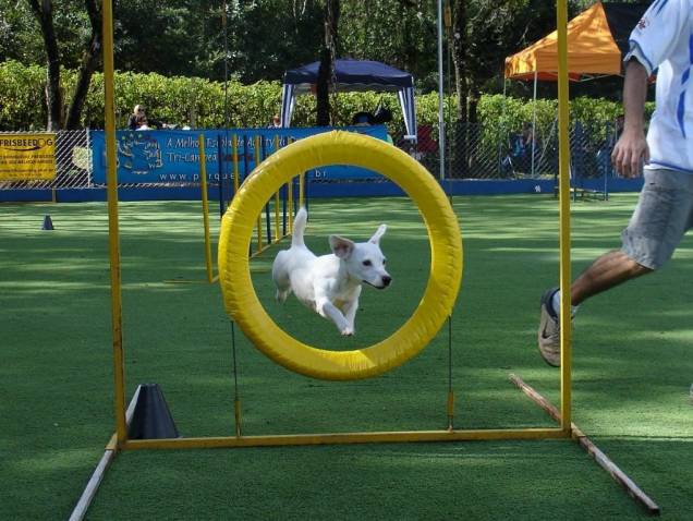 Na Cão Bala Agility os cãezinhos de exercitam em meio a 20 obstáculos