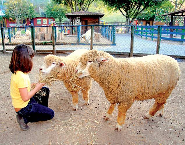 De perto: crianças alimentam ovelhas e outros animais