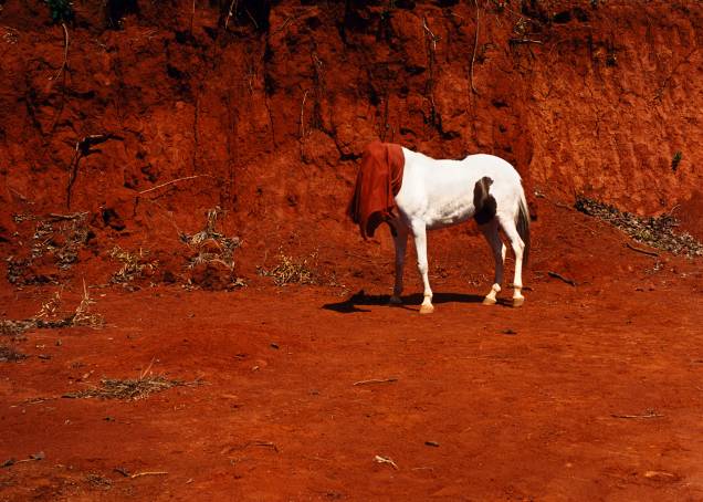"Conversador", de Cinthia Marcelle, causa estranhamento pela imagem acobertada do cavalo "Conversador", de Cinthia Marcelle, causa estranhamento pela imagem acobertada do cavalo