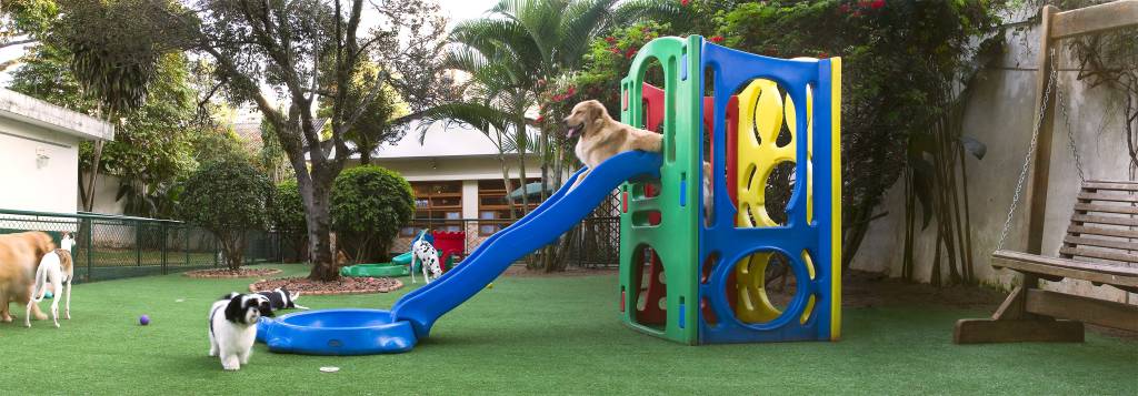 Brincadeiras monitoradas fazem parte da programação da DogWalker Brincadeiras monitoradas fazem parte da programação da DogWalker