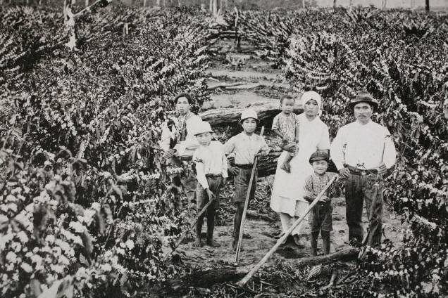 Imigrantes japoneses trabalhando em plantação de café no início do século 20