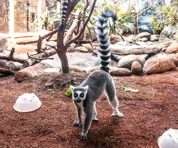 Lêmure: ganhou fama com o personagem Rei Julien do filme <em>Madagascar </em>(2005). Existem sete por ali, um deles filhote, o Mario, nascido na capital
