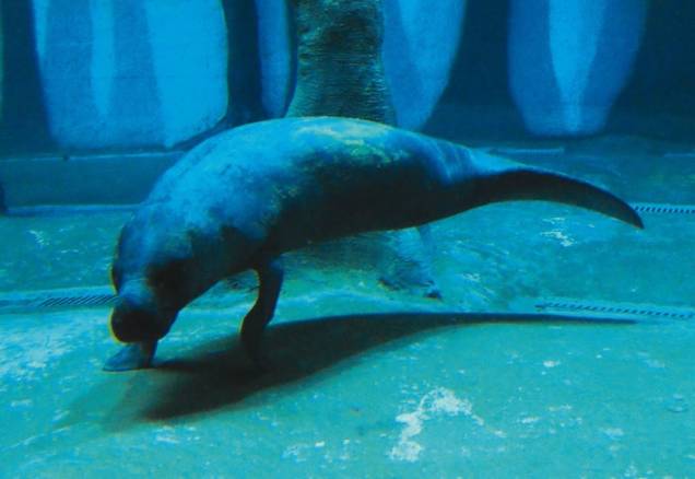 Diversão no Aquário de São Paulo: o peixe-boi Tapajós é uma das estrelas do primeiro setor dos mamíferos aquáticos