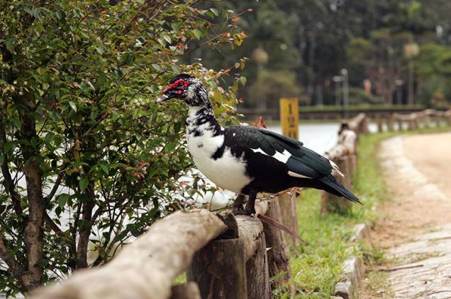 A fauna é uma das mais diversas da capital, com 130 espécies de animais catalogadas