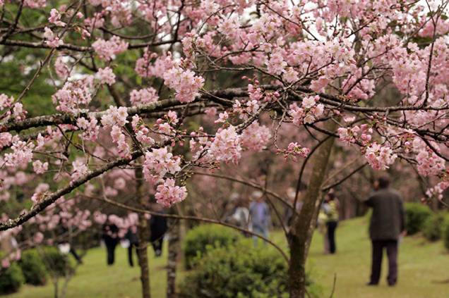 O público costuma se acomodar em esteiras de palha sob as copas coloridas e passar horas no chamado hanami – ato de contemplar a natureza