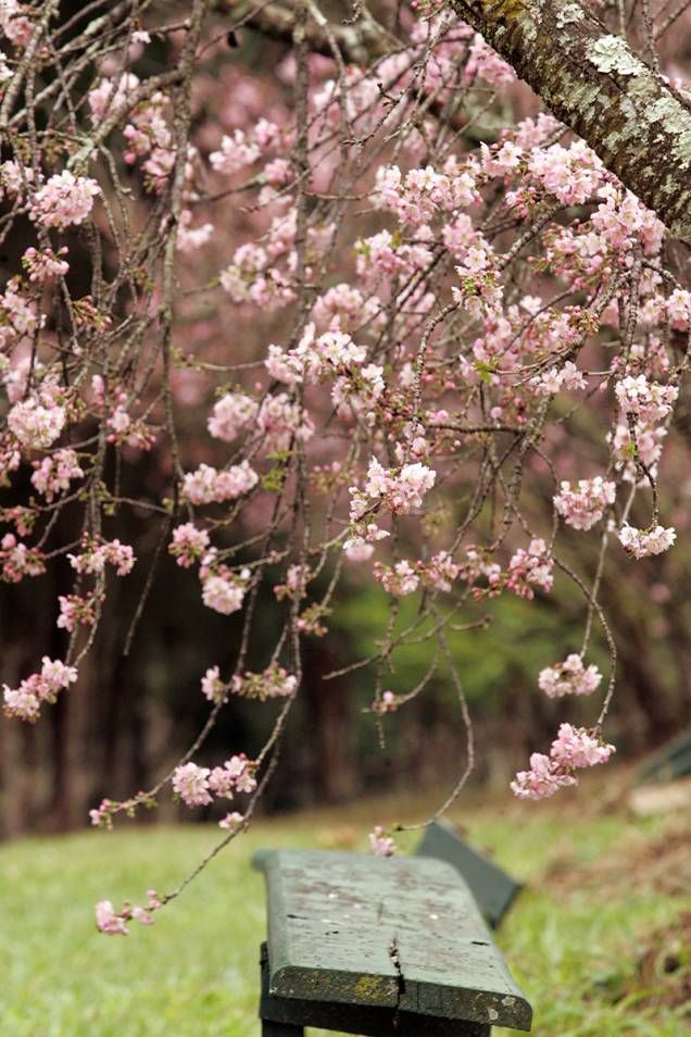 Tradicionais no Japão, as árvores começaram a ser plantadas em 1978